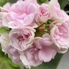 セール珍しいゼラニウム開花大苗 - メルカリ