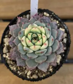 ゆりえん＊様 リクエスト 2点 まとめ商品