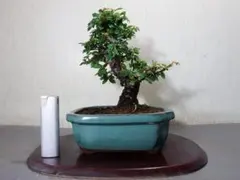 根上がり・清々しい青葉】鶯神楽盆栽 樹高18cm×横幅25cm 鉢付き - メルカリ