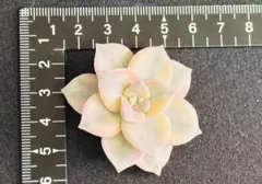 toma様 リクエスト 2点 まとめ商品　値引き済みです