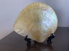 2026年最新】白蝶貝のお皿の人気アイテム - メルカリ