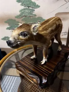 イノシシ　剥製　猪　うり坊　赤ちゃん　程度良　木製の台座付き