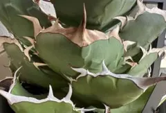 2025年最新】アガベ イラン株の人気アイテム - メルカリ