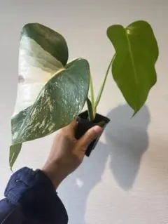 s*a様 斑入りモンステラホワイトタイガー67cm 大型葉 極美株 ベアルート s*a様 斑入りモンステラホワイトタイガー67cm 大型葉 極美株