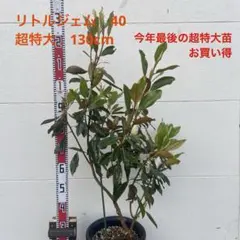 猫山さん専用　タイサンボク　ケイパレス/ 949 猫山さん専用 タイサンボク ケイパレス/ 949 - メルカリ