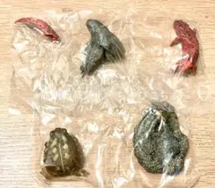 いきもの大図鑑 両生類02 アカハライモリ（赤個体） レア アメフクラガエル