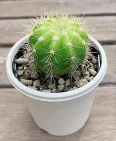 サボテン メラレウカ♪抜き苗 楽天市場】（多肉植物）素焼鉢 サボテン マミラリア メラレウカ