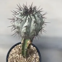 サマーセール！ 現地株 コピアポア シネレア 黒王丸 田中元将 作家鉢 サマーセール！ 現地株 コピアポア シネレア 黒王丸 田中元将 作家鉢