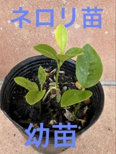 マネッティア苗 - メルカリ