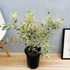 あーたん様 リクエスト 2点 まとめ商品