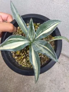 アガベ　フェロックス錦　縞斑　子株　2頭　極上 2025年最新】フェロックス 錦 アガベの人気アイテム - メルカリ