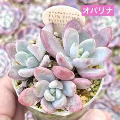 サービス品@980】チワワエンシス(旧タイプ) - メルカリ