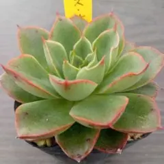 Mana...♡様 リクエスト ５点 まとめ商品　速達