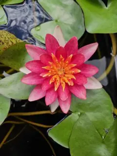 HT亜属間交配睡蓮 ラッタナワディー （スイレン） 苗 HT亜属間交配睡蓮 ラッタナワディー （スイレン） 苗 2 - メルカリ