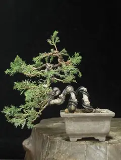 真柏9のサムネイル
