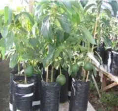 【初心者OK！】冬もOk　メキシコ　Dwarf Avocado 小型種 1個!のサムネイル