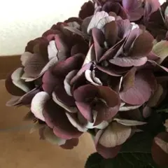 ミクリン様専用 新品種 紫陽花 アジサイ 塩原花園 ザクロ 柘榴