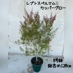 レプトスペルマム カッパーグロー バンクシア プロテア メラルウカ