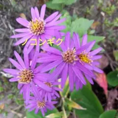 そら様 リクエスト 2点 まとめ商品