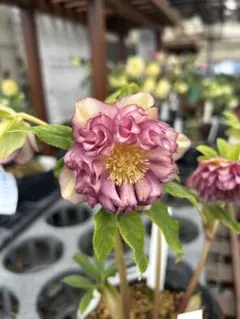 2026年最新】加藤農園クリスマスローズの人気アイテム - メルカリ