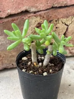 多肉植物　セダム　八千代　抜き苗のサムネイル