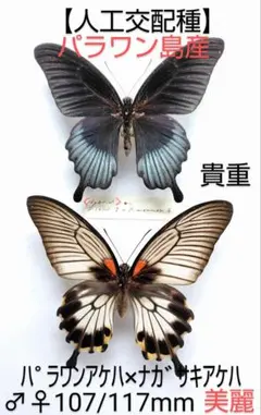 2026年最新】蝶の人気アイテム - メルカリ