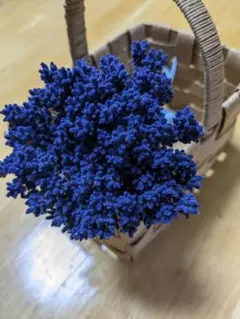 ラベンダー　ドライフラワー