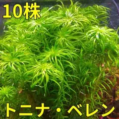 2026年最新】ホシクサの人気アイテム - メルカリ