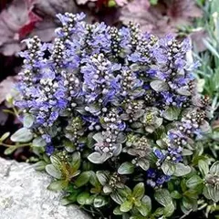 2025年最新】アジュガの人気アイテム - メルカリ