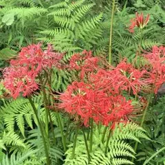 2026年最新】ヒガンバナ 斑入りの人気アイテム - メルカリ