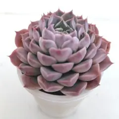 マカロン＊様 リクエスト 2点 まとめ商品