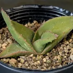 多肉植物 ガステリア×アロエ 十兵衛×カスティロニアエ(国内繁殖苗