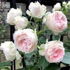 ユリ様 リクエスト 2点 まとめ商品