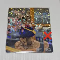 猫カフェmocha　トレカ　イオンモール福津店　慶次