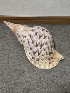 法螺貝＊ほら貝＊ホラ貝　36cm