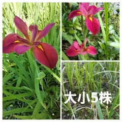 赤紫色の花菖蒲 苗 大小5株セットのサムネイル