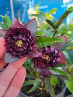 2025年最新】広瀬園芸 クリスマスローズの人気アイテム - メルカリ