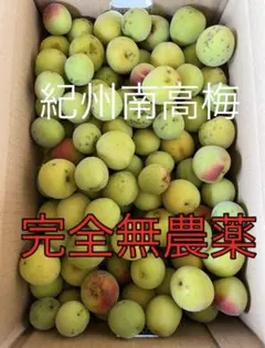 和歌山県産 紀州⭐︎栽培期間中農薬不使用⭐︎南高梅♪ 2L〜3L 5キロ