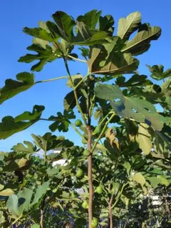 2025年最新】イチジク 穂木の人気アイテム - メルカリ