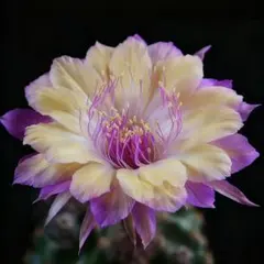 15-花嫁 超人気花サボテン ロビビア属 複色咲 小型品種開花 カキコ発根