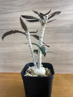 EYJAPJALLA 明日方舟　エイヤフィヤトラ　夏の花弁　中古 EYJAPJALLA 明日方舟 エイヤフィヤトラ 夏の花弁 中古 - メルカリ