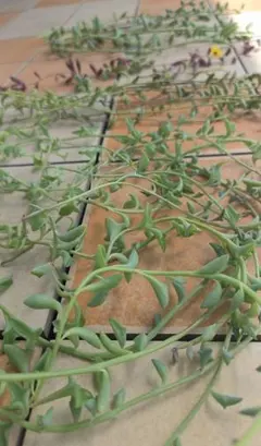 多肉植物 ドルフィン・三日月・ルビー・アーモンドネックレス♪ロングたっぷり☆