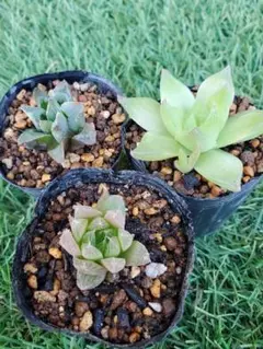 あずさゆまま様 リクエスト 2点 まとめ商品