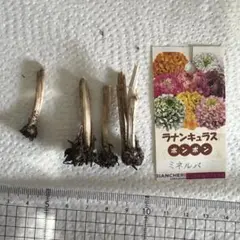 マダムふみ■ラナンキュラス球根■ポンポンシリーズセット マダムふみ様専用□ラナンキュラス球根□ポンポンシリーズセット