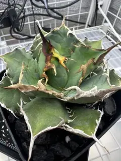 2026年最新】阿修羅 アガベの人気アイテム - メルカリ