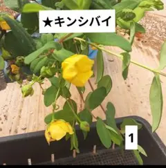 向日葵777様 リクエスト 2点 まとめ商品