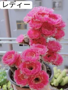 翠*緑様 54-レディー　自根苗　　超人気花サボテン　ロビビア属　群開花　開花株