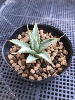 2026年最新】アガベ ネバデンシスの人気アイテム - メルカリ