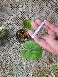 皐月さつき 盆栽素材【飛鳥錦 あすかにしき】AN23 - メルカリ