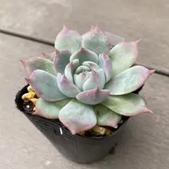 ロザンナ　多肉植物